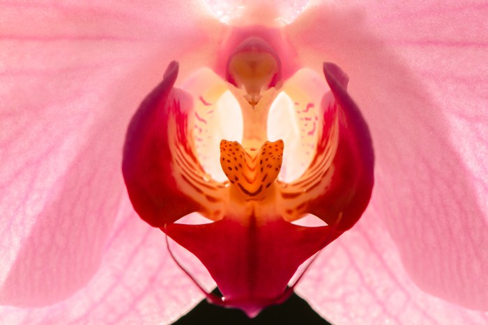 The most beautiful female organ