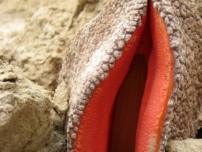 Extraordinary vaginas