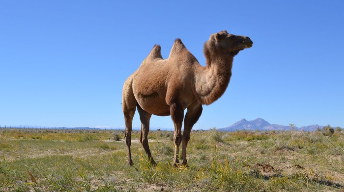 Camel Przhevalsky