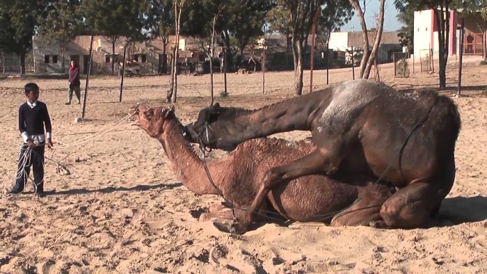Cameracy of camels