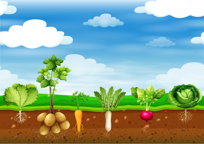 Vegetables growing in the ground