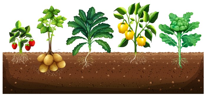 Vegetables that grow in the ground