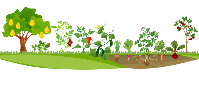 Vegetables in the garden vector
