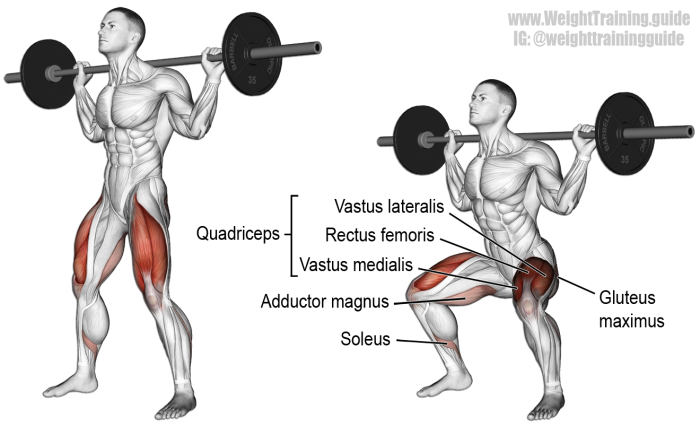 SHOULDER TAPS Exercise