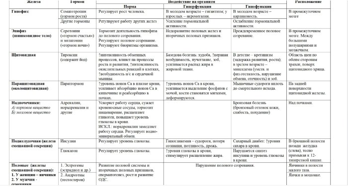 The structure and functions of the glands of internal secretion table