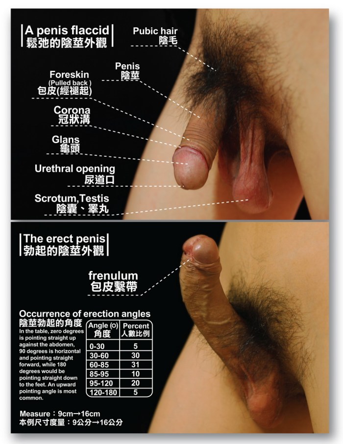 Member in hairy pussy large