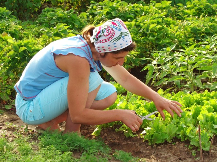 Vegetables that grow in the ground