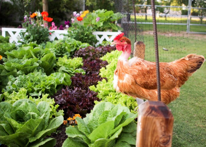 Chicken in the garden