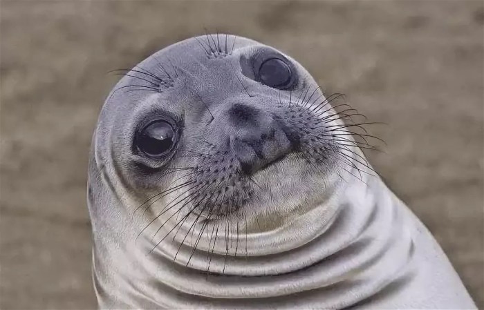 Offended seal