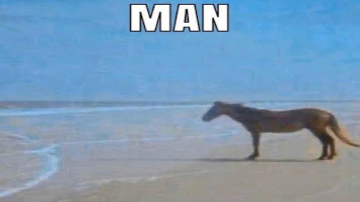 Because a meme with a horse