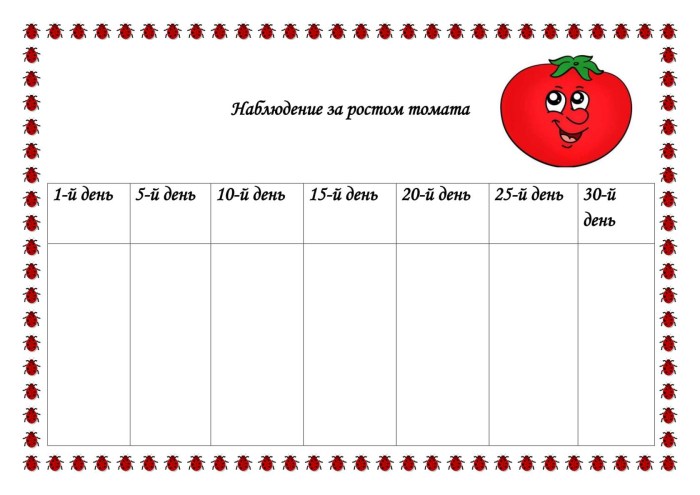 Tomato observation diary in kindergarten