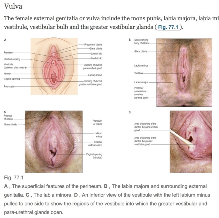 Old hairy vagina