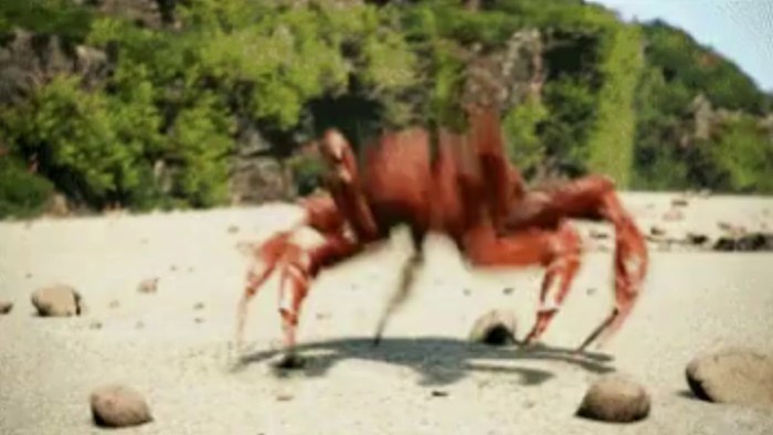 Dancing crab gif