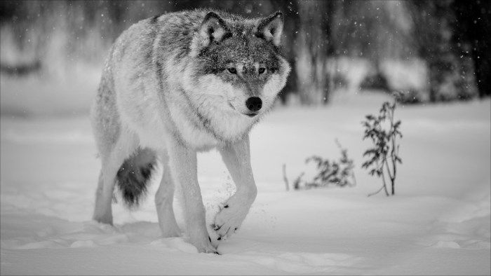 Wolf in winter