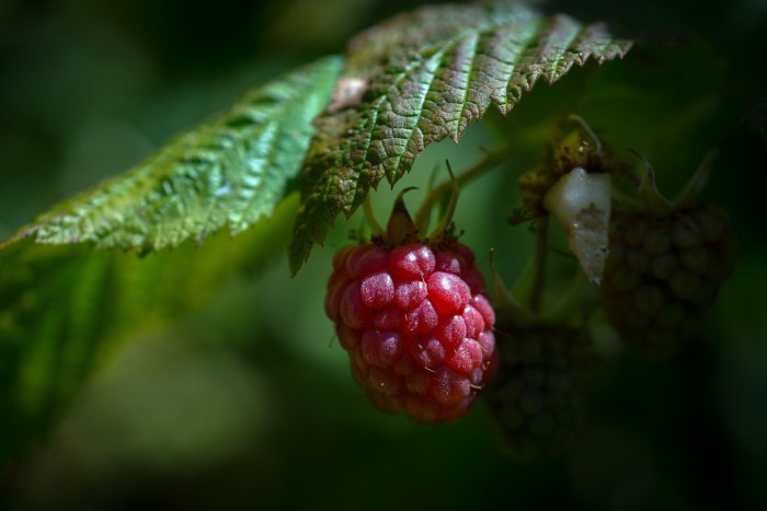 Raspberry Variety Red Queen