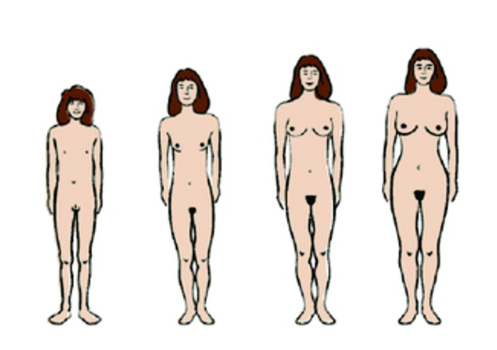 Types of figures of women's vaginas