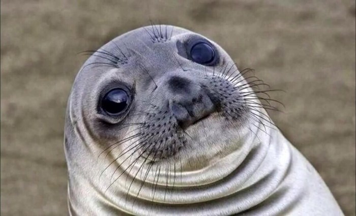 Seal meme