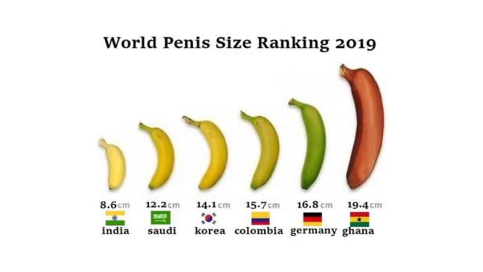 The average size of the phalloimitator