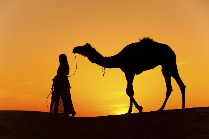 Grid Gerl camel