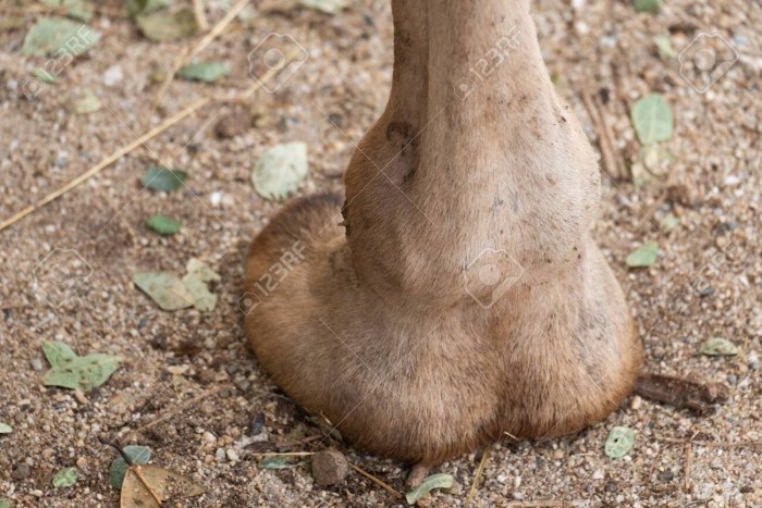 Camel