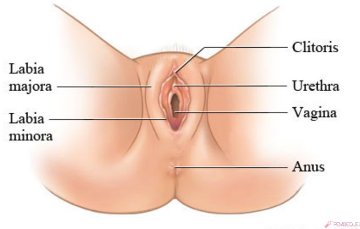 Women's vagina Labeled