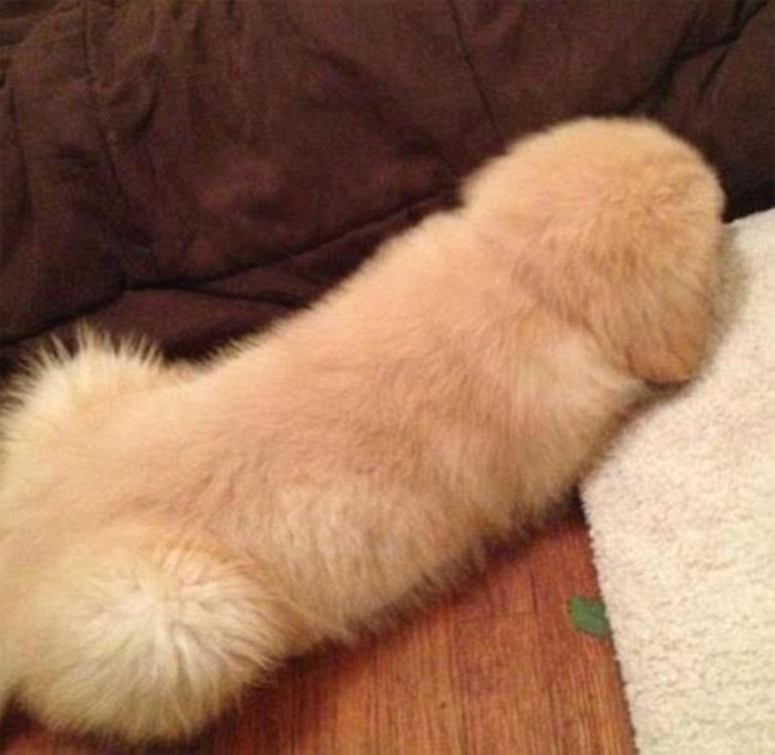 Funny pussy