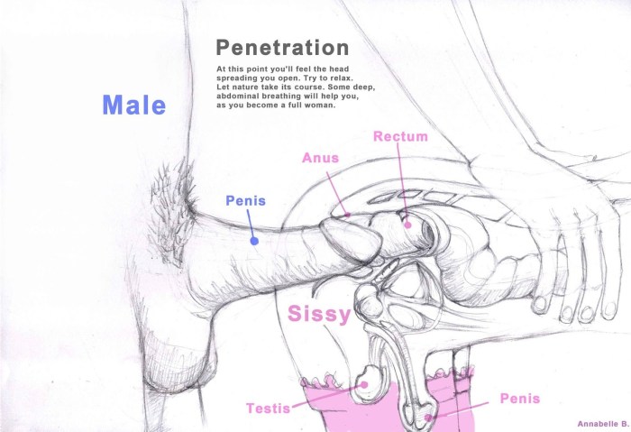 Penis entering the vagina