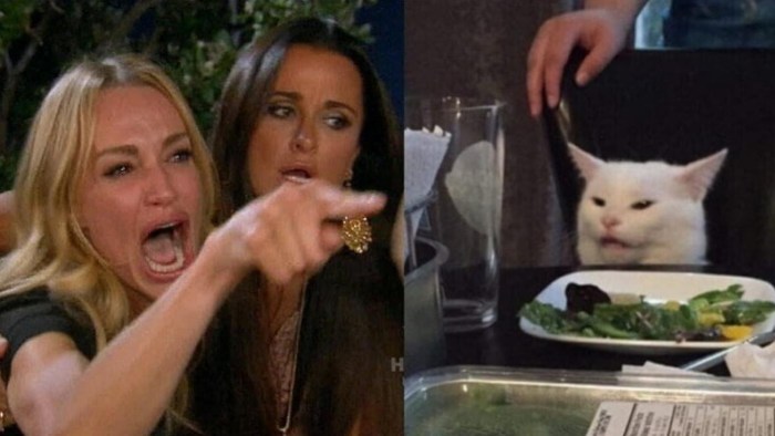Meme cat and two girls