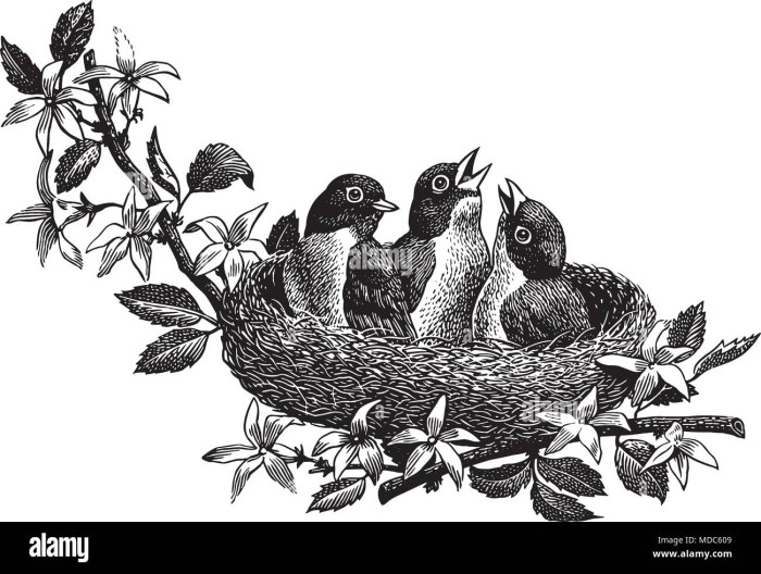 Chicks in the nest