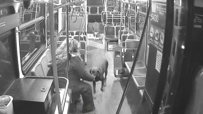 Bus Driver 2007