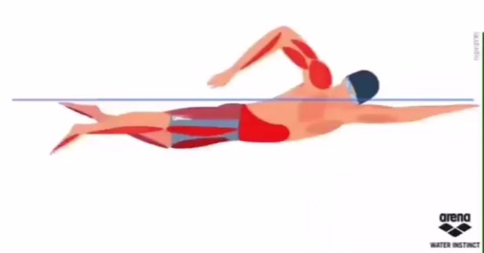 Swimming Brass muscles are involved