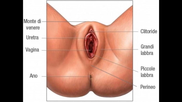 Beautiful female genital organ