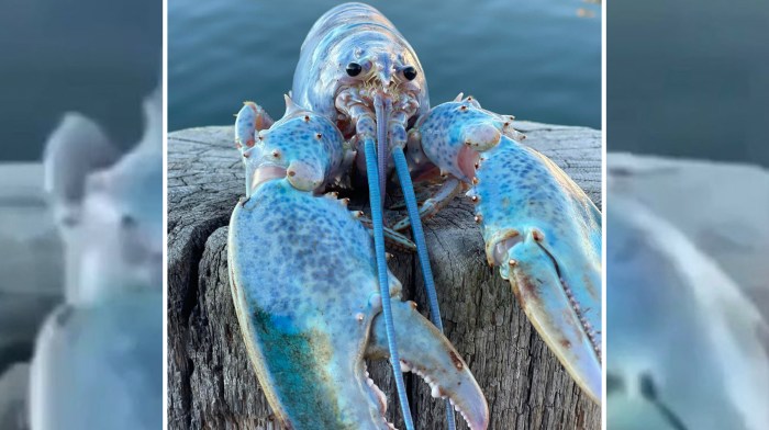 Blue lobster meme