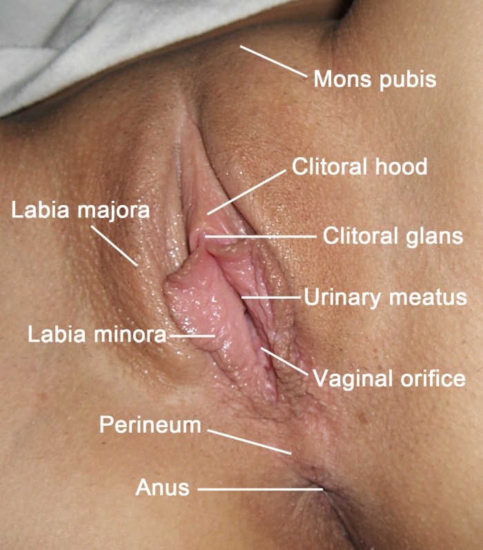 Shaved pussy close -up