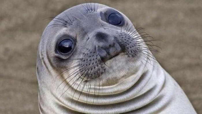 Seal meme
