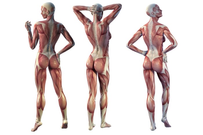 The human torso is a reference