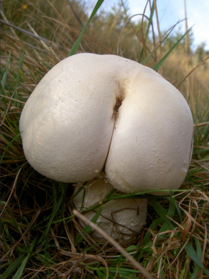 Mushroom anal fly agaric hentai