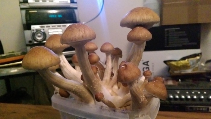 Mushroom XXX Twitter