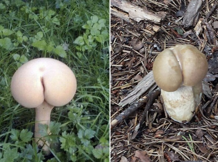 Hentai girl mushrooms Mario