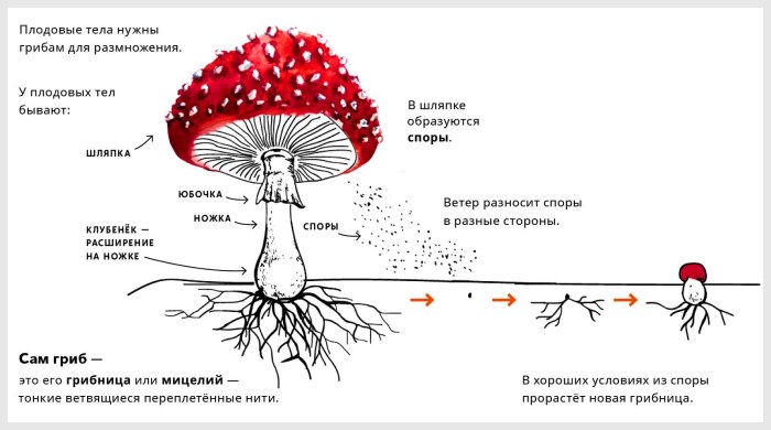 Psilocybe Cubensis Mckennaii