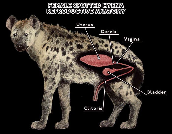 Hyena Anatomy