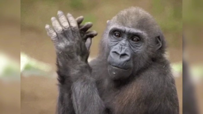 The monkey applauds