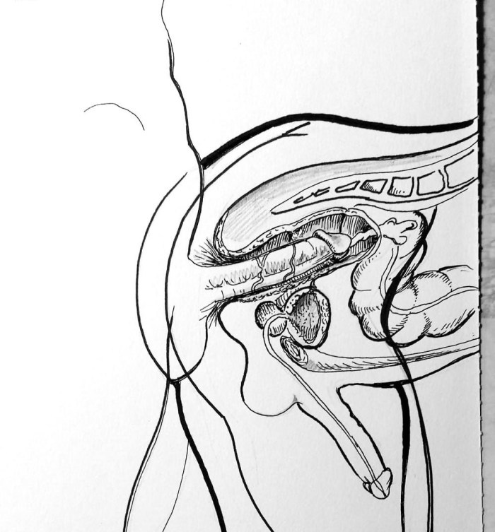 Anatomy of sexual intercourse