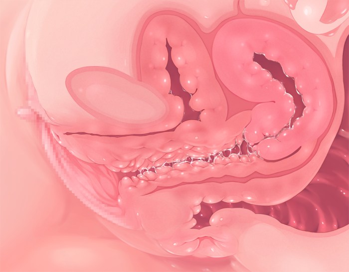 Vagina from the inside in the section