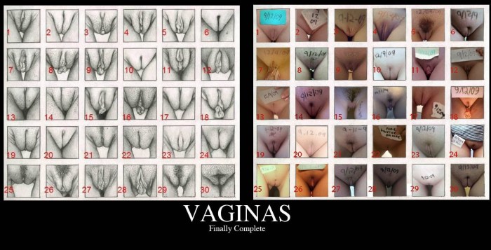 Types of female vaginas drawing